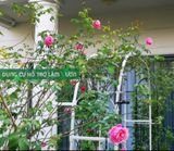  Khung vòm cổng hoa hồng leo cao 210cm Daim 