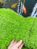  Cỏ nhân tạo - thảm cỏ nhân tạo - trang trí sân vườn 