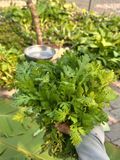  Hạt giống tần ô PN 104 