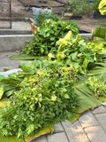  Hạt giống tần ô PN 104 