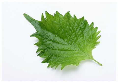 しそ – Shiso Leaf　10枚