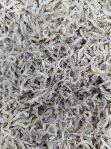 釜揚げしらす - Shirasu