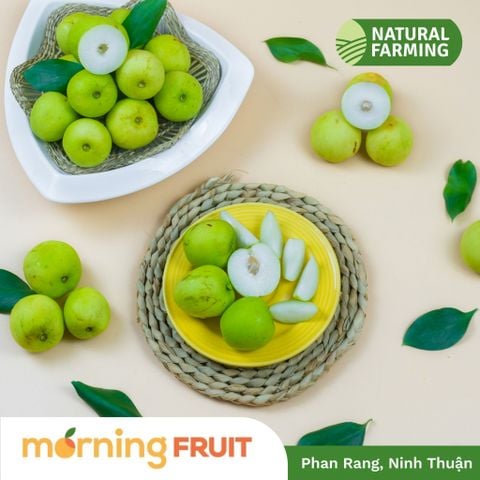  Táo Phan Rang canh tác hướng hữu cơ 