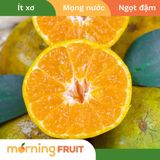  Quýt Đường Lão 