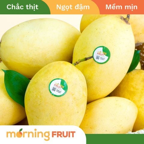  Xoài cát chu da vàng 