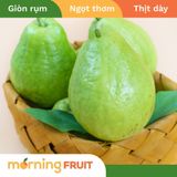  Ổi giống Đài Loan 