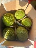  Sầu riêng Musang King 
