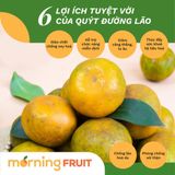  Quýt Đường Lão 