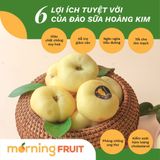  Đào sữa Hoàng Kim 