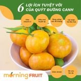  Quýt đường canh 