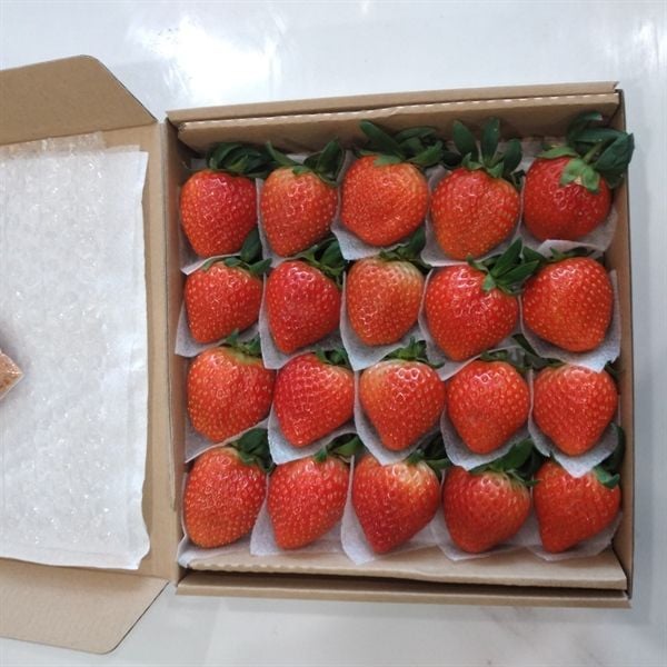  Dâu Nghệ Nhân size A++ (Hộp 500gr) 