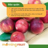  Xuân đào ruột trắng Úc 