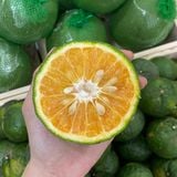  Cam sành Hiếu Liêm 