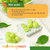  Nho xanh Mỹ 