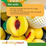  Đào vàng Bắc Kinh 