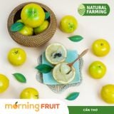  Vú sữa Hoàng Kim 