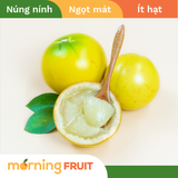  Vú sữa Hoàng Kim 