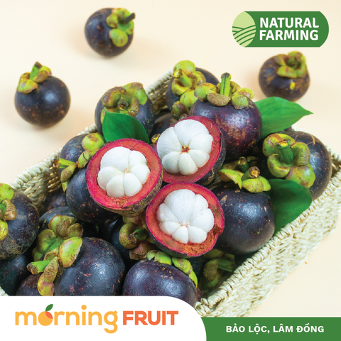  Măng cụt Bảo Lộc 