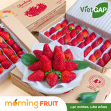  Dâu tây giống Mỹ 