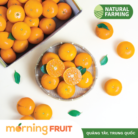  Quýt 2PH nội địa Trung 