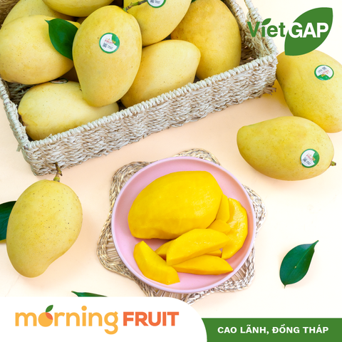  Xoài cát chu da vàng 