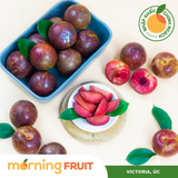  Mận Úc Khủng Long 