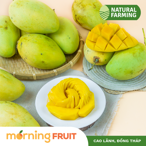  Xoài cát chu da xanh 