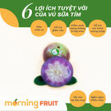  Vú Sữa Tím Bách Thảo 