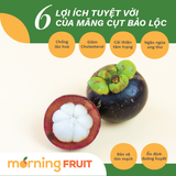  Măng cụt Bảo Lộc 