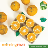  Cam sành hữu cơ Măng Đen 