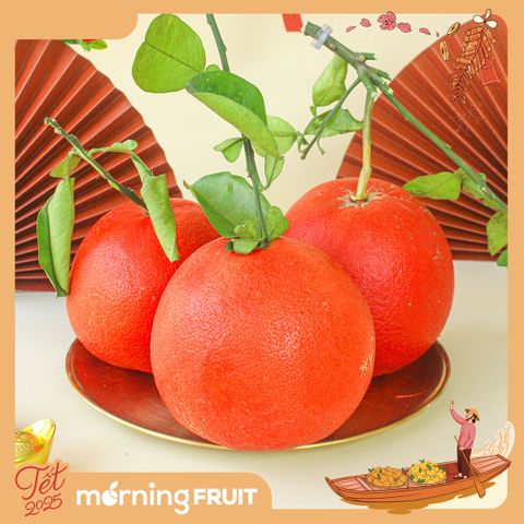  Bưởi Nhung Tiến Vua (size lớn cành lá) 