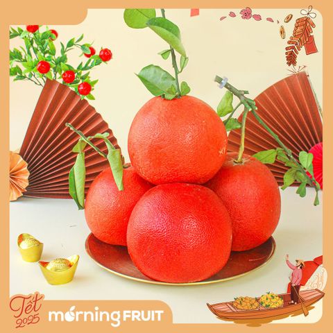  Bưởi Nhung Tiến Vua (size lớn cành lá) 