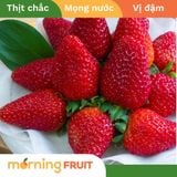  Dâu tây giống Mỹ 