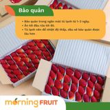  Dâu tây giống Mỹ 