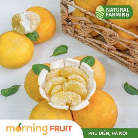  Bưởi Diễn chưng 