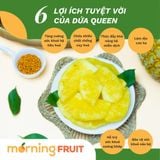  Dứa Queen 