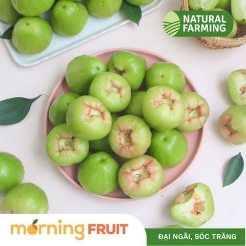  Mận đường bông 