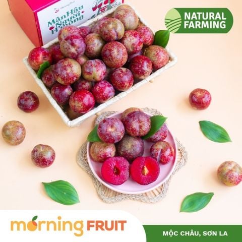  Mận Hậu Người H'mông 