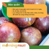  Mận Úc Khủng Long 