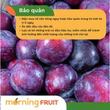  Mận đỏ Úc 