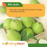  Ổi Nghĩa Đàn 