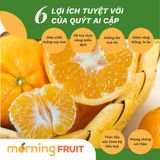  Quýt Ai Cập 