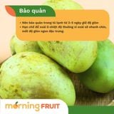  Xoài tứ quý da xanh 