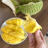  Sầu riêng Musang King 