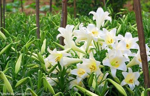  Hoa loa kèn Nhật Tân (100 bông chùm) 