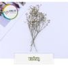 Set Hoa Sao Khô 7 Màu - Nguyên Liệu Dùng Làm Trang Trí- Thủ Công Handmade