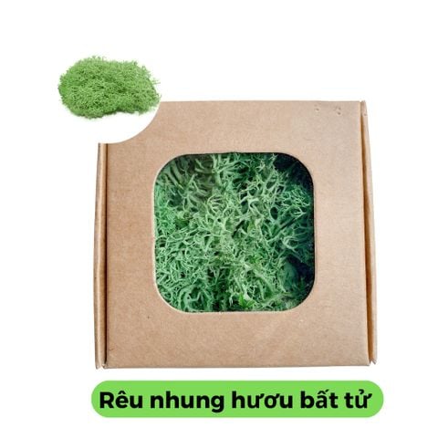  Rêu nhung hươu bất tử , Decor , trang trí, dán tường - 10gr 