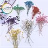 Set Hoa Sao Khô 7 Màu - Nguyên Liệu Dùng Làm Trang Trí- Thủ Công Handmade