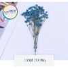Set Hoa Sao Khô 7 Màu - Nguyên Liệu Dùng Làm Trang Trí- Thủ Công Handmade