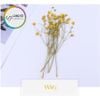 Set Hoa Sao Khô 7 Màu - Nguyên Liệu Dùng Làm Trang Trí- Thủ Công Handmade